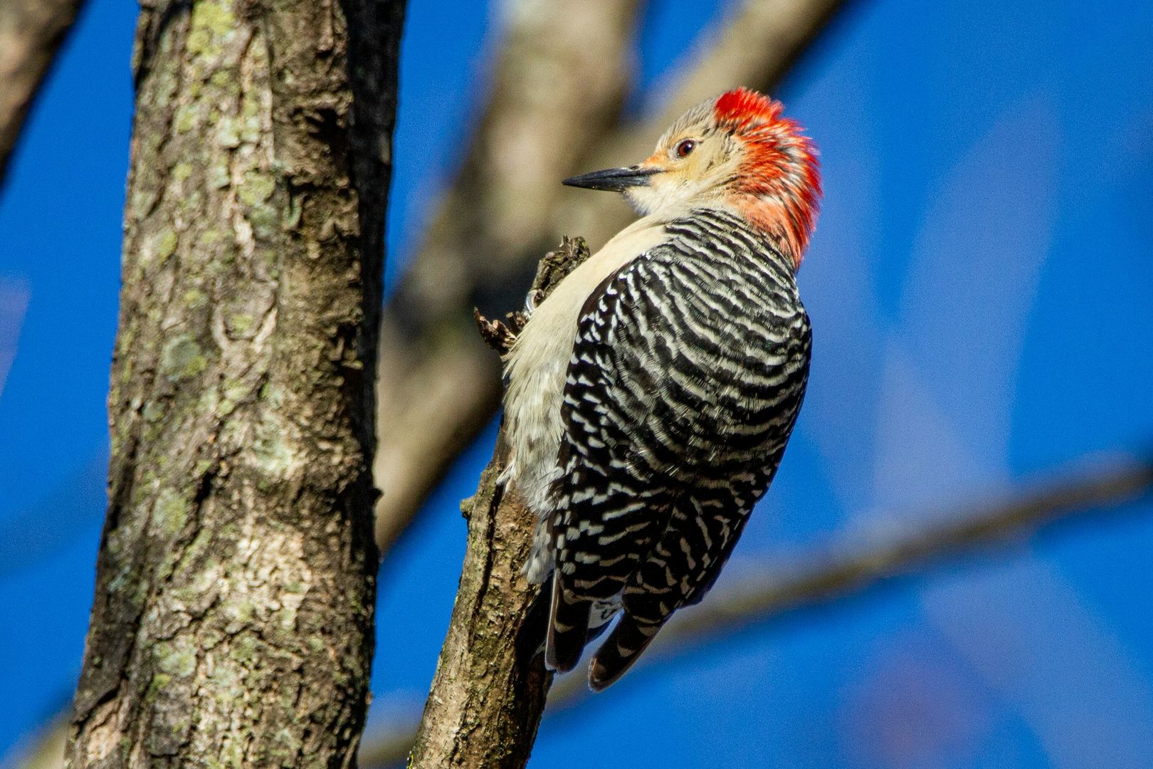 Red-bellied Woodpecker