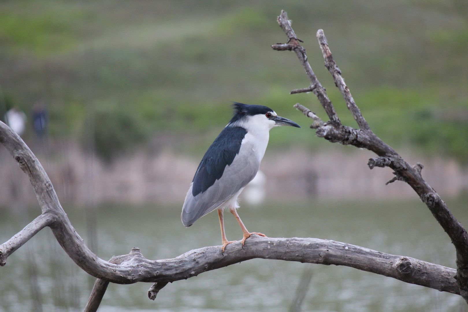 A black-crowned night heron rests on a branch in front of a lake