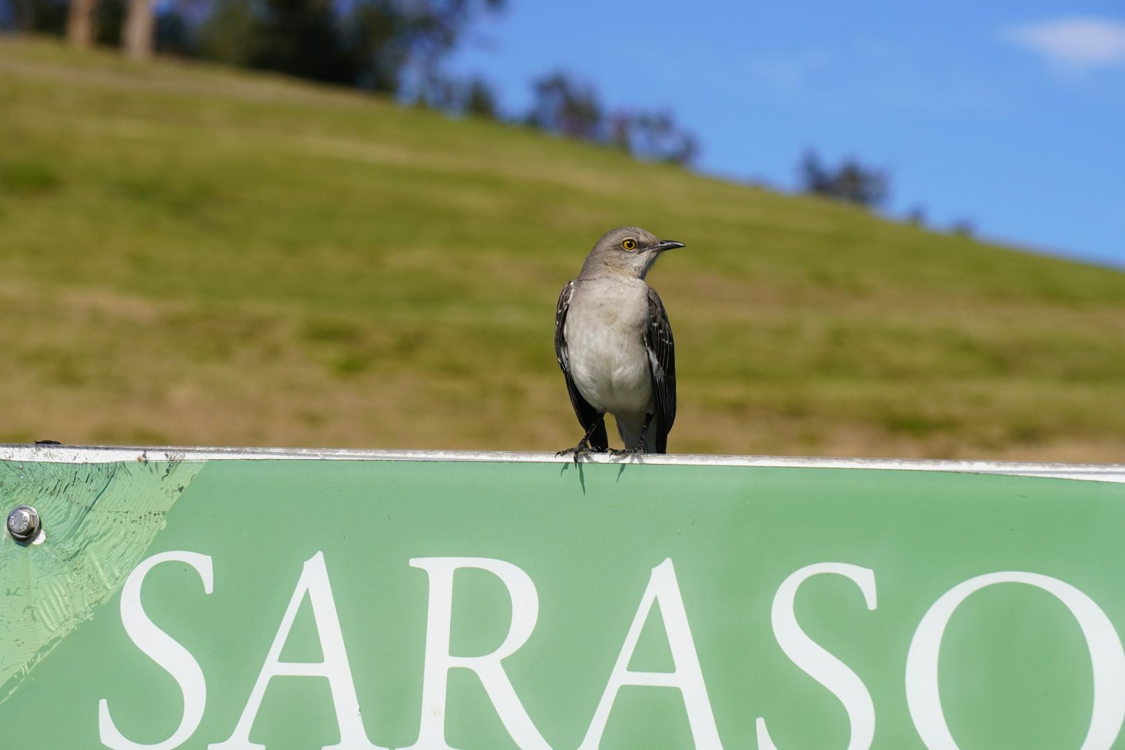 Northern Mockingbird