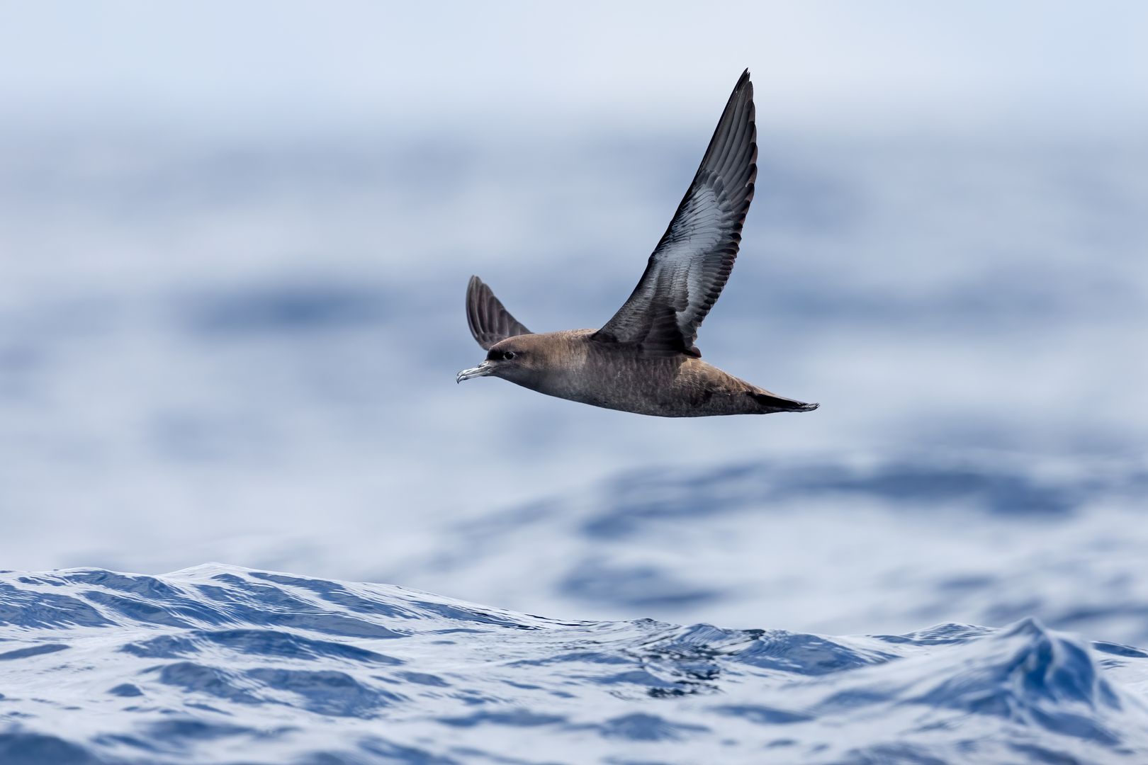 Sooty Shearwater