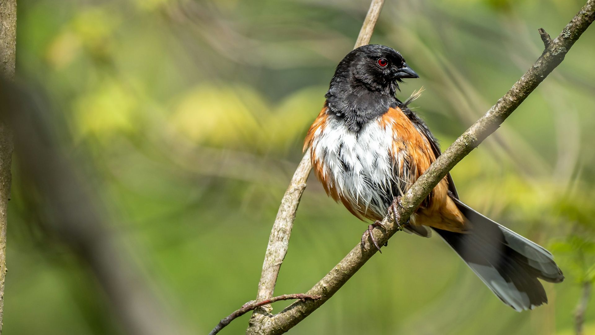 Eastern Towhee