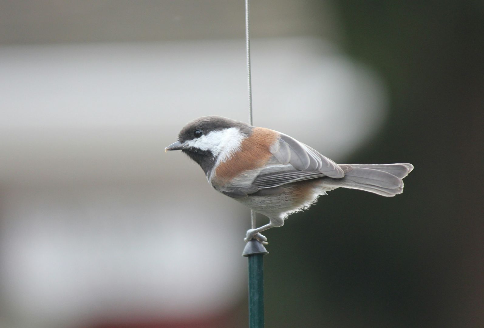 Chestnut-backed Chickadee