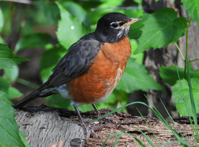 6 Best Bird Feeders for Robins (2026) 