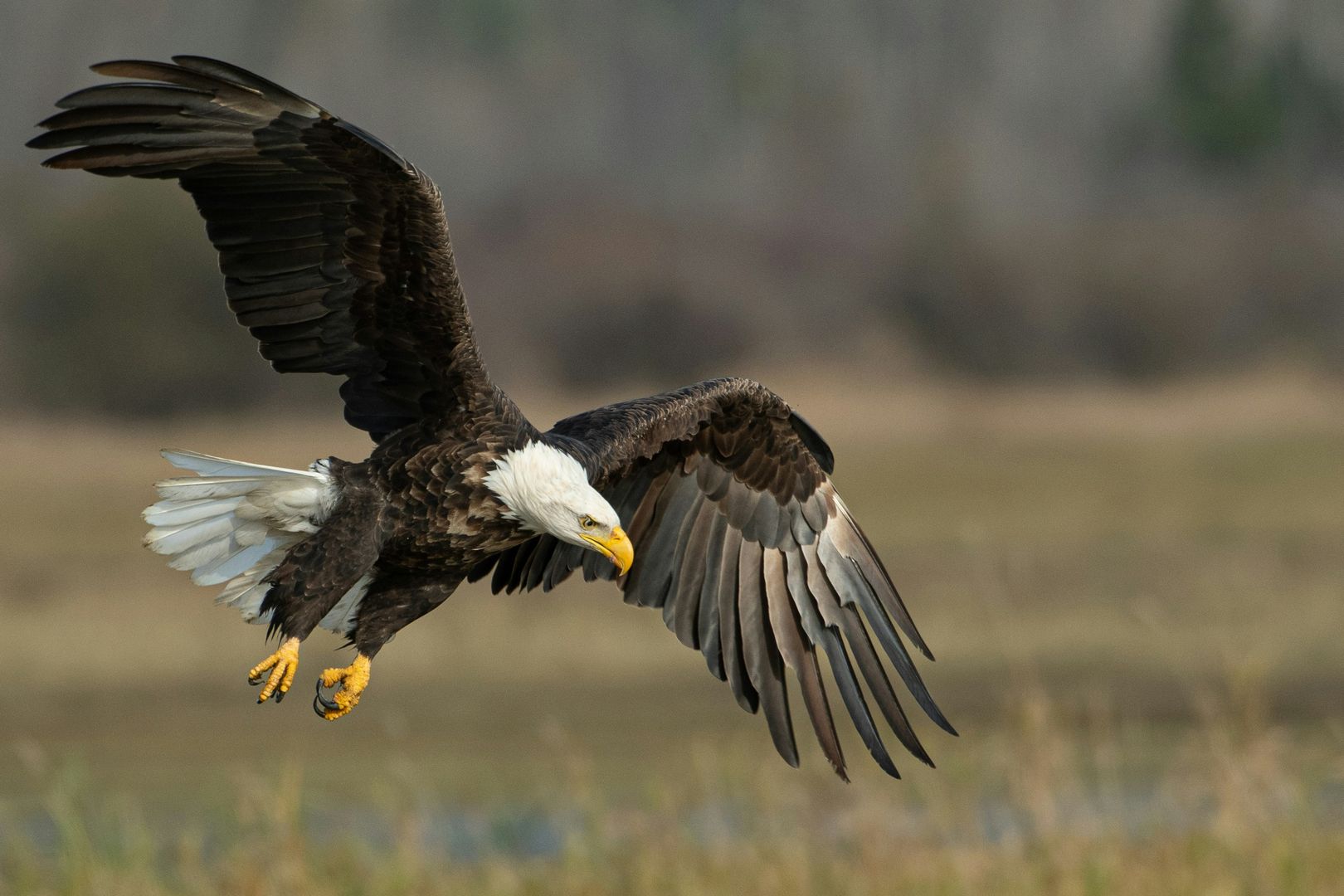A Bald Eagle flying close to the ground