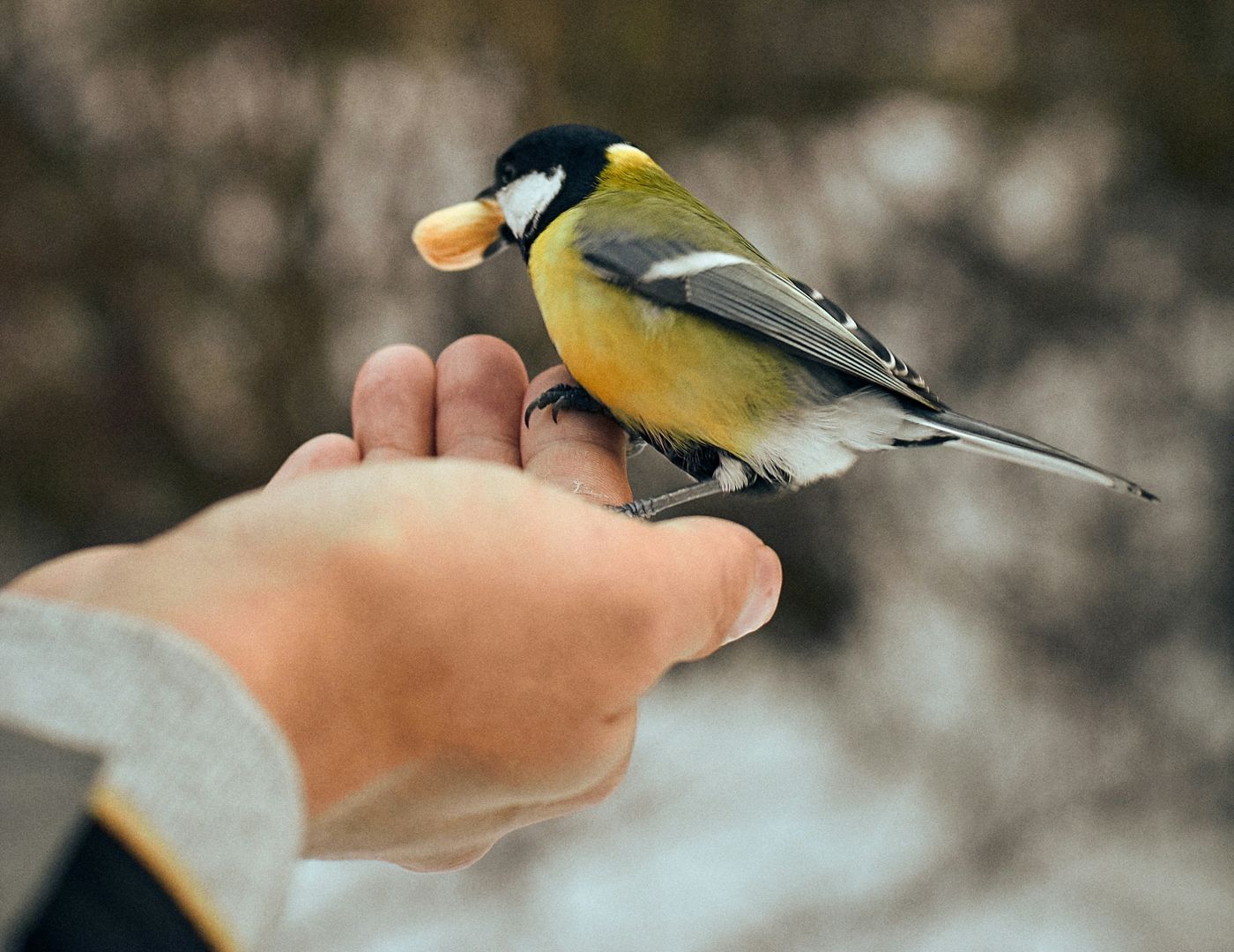 A bird taking food from a hand